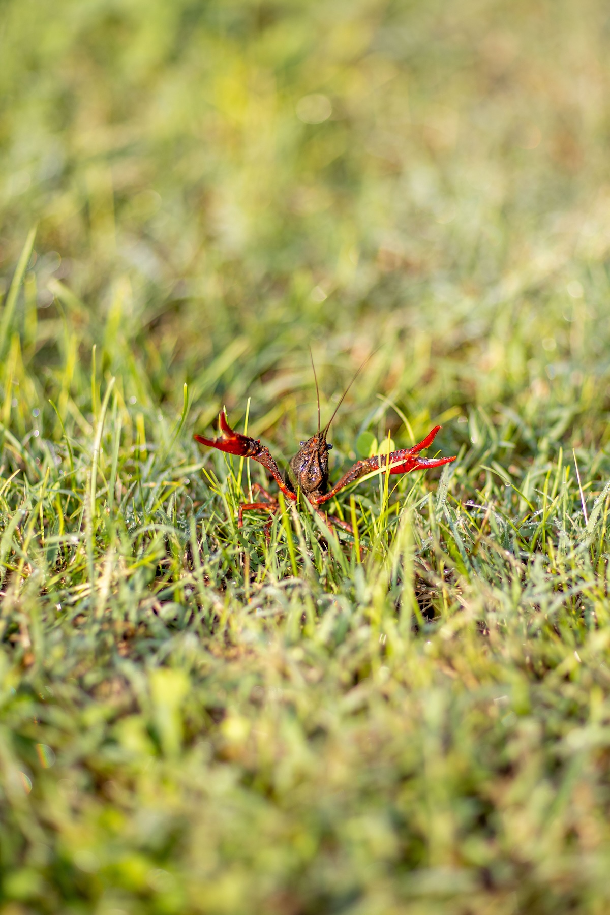 Crayfish fishing